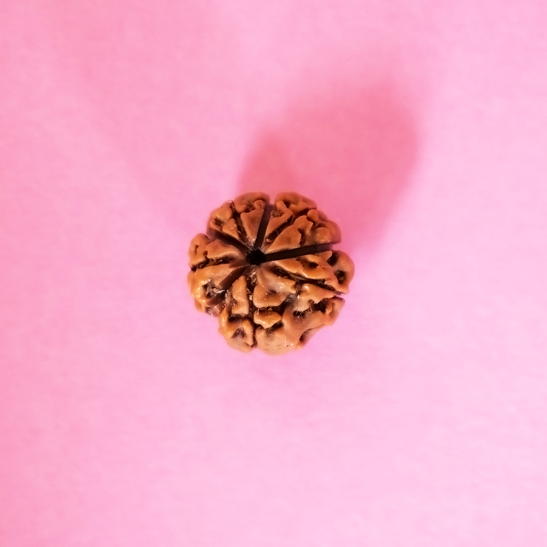 9 Mukhi Rudraksh