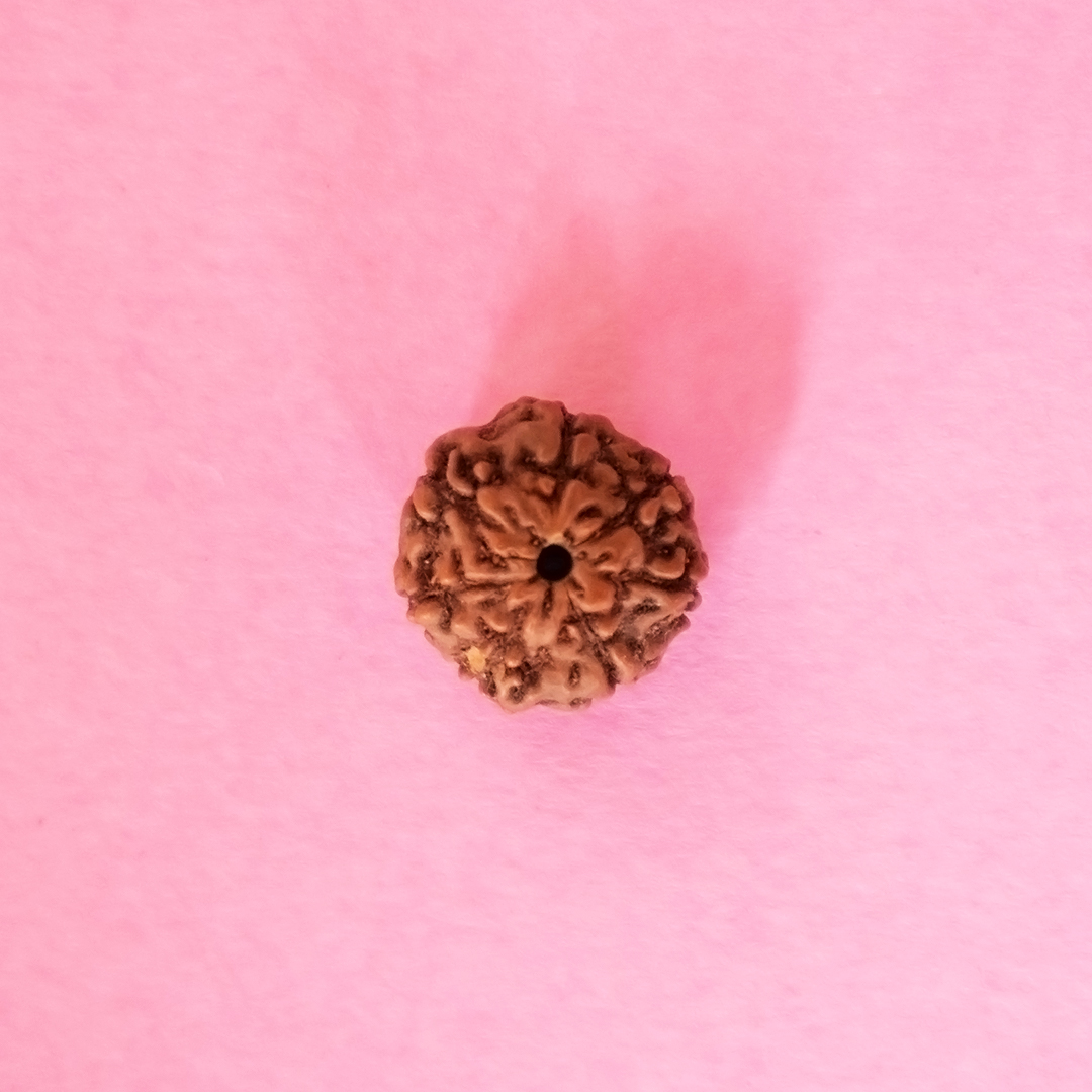 7 Mukhi Rudraksha