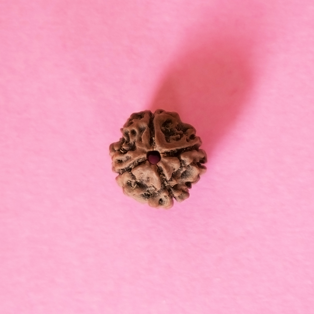 4 Mukhi Rudraksha