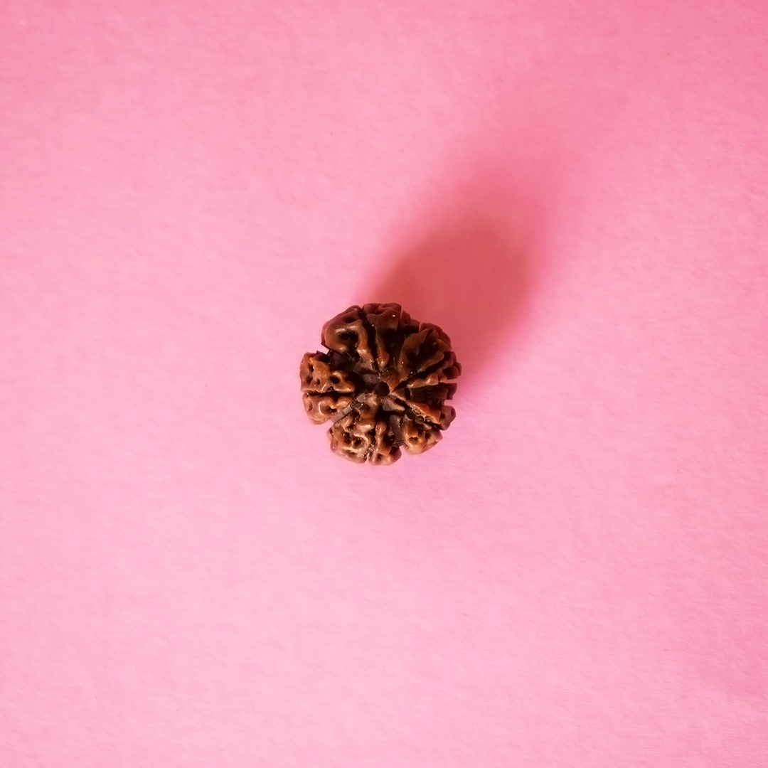 12 Mukhi Rudraksha